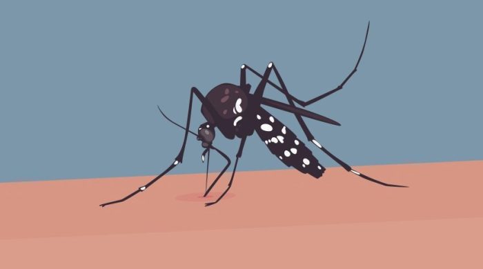 ডেঙ্গুতে হাসপাতালে ভর্তি আরও ৪৮৮ জন